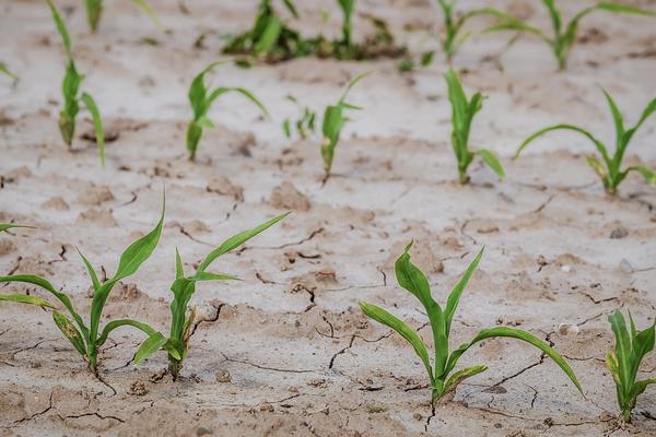 Plants growing in dry soil